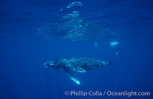 North Pacific humpback whale calf, Megaptera novaeangliae, Maui