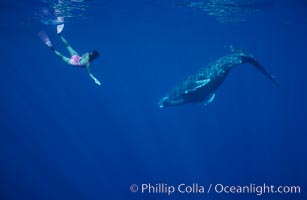 North Pacific humpback whale calf, Mikako Kotani, Megaptera novaeangliae, Maui