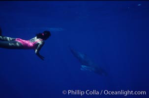 North Pacific humpback whale calf, Mikako Kotani, Megaptera novaeangliae, Maui
