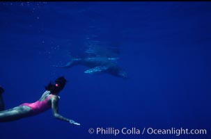 North Pacific humpback whale calf, Mikako Kotani, Megaptera novaeangliae, Maui
