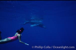 North Pacific humpback whale calf, Mikako Kotani, Megaptera novaeangliae, Maui