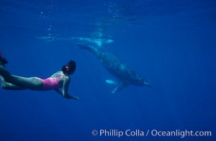 North Pacific humpback whale calf, Mikako Kotani, Megaptera novaeangliae, Maui