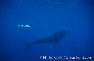 North Pacific humpback whale, Mikako Kotani, Megaptera novaeangliae, Maui