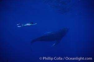 North Pacific humpback whale, Mikako Kotani, Megaptera novaeangliae, Maui