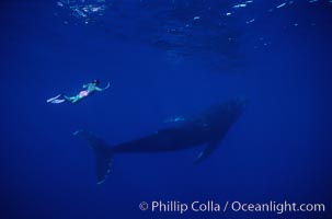 North Pacific humpback whale, Mikako Kotani, Megaptera novaeangliae, Maui