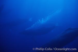 North Pacific humpback whale, active group w/ bubble trail, Megaptera novaeangliae, Maui