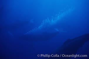 North Pacific humpback whale, active group w/ bubble trail, Megaptera novaeangliae, Maui