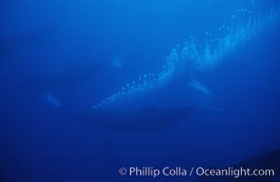 North Pacific humpback whale, active group w/ bubble trail, Megaptera novaeangliae, Maui