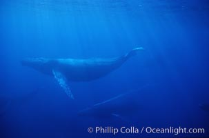 North Pacific humpback whale, active group w/ bubble trail, Megaptera novaeangliae, Maui