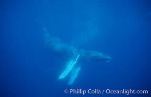 North Pacific humpback whale, cow in active group, Megaptera novaeangliae, Maui