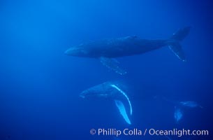 North Pacific humpback whale, cow and escort, Megaptera novaeangliae, Maui