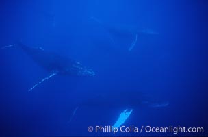 North Pacific humpback whale, active group, Megaptera novaeangliae, Maui