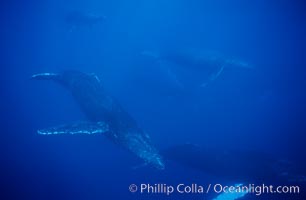 North Pacific humpback whale, active group, Megaptera novaeangliae, Maui