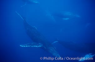 North Pacific humpback whale, active group, Megaptera novaeangliae, Maui