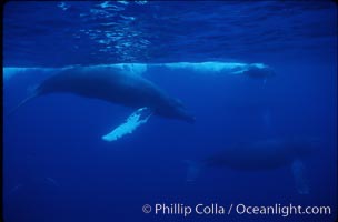 North Pacific humpback whale, active group, Megaptera novaeangliae, Maui