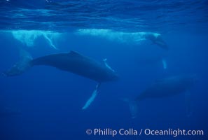 North Pacific humpback whale, active group, Megaptera novaeangliae, Maui