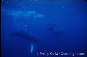 North Pacific humpback whale, active group, Megaptera novaeangliae, Maui