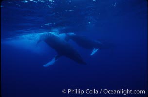 North Pacific humpback whale, active group, Megaptera novaeangliae, Maui