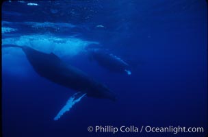 North Pacific humpback whale, active group, Megaptera novaeangliae, Maui