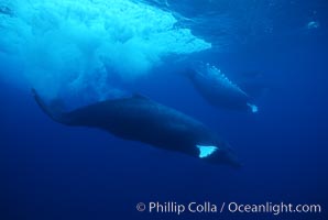 North Pacific humpback whale, active group, Megaptera novaeangliae, Maui