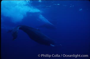 North Pacific humpback whale, active group, Megaptera novaeangliae, Maui