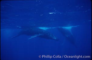 North Pacific humpback whale, active group, Megaptera novaeangliae, Maui