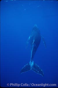 North Pacific humpback whale, calf, Megaptera novaeangliae, Maui