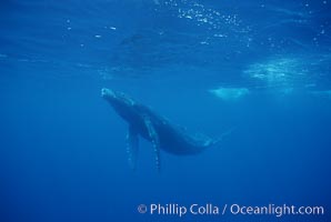 North Pacific humpback whale, calf, Megaptera novaeangliae, Maui