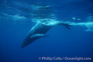 North Pacific humpback whale, calf, Megaptera novaeangliae, Maui