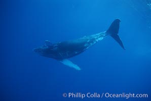 North Pacific humpback whale, calf, Megaptera novaeangliae, Maui