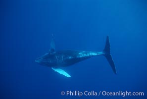 North Pacific humpback whale, calf, Megaptera novaeangliae, Maui