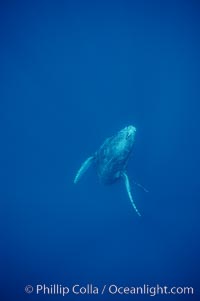 North Pacific humpback whale, calf, Megaptera novaeangliae, Maui