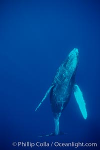 North Pacific humpback whale, calf, Megaptera novaeangliae, Maui