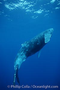 North Pacific humpback whale, calf, Megaptera novaeangliae, Maui