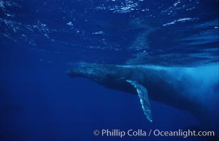 Humpback whale (male), surfacing, Megaptera novaeangliae, Maui