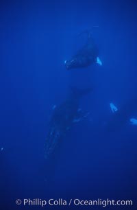 Humpback whale competitive group, Islands Humpback Whale NMS, Megaptera novaeangliae, Maui