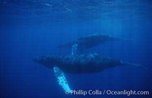 North Pacific humpback whalesan Islands, Megaptera novaeangliae, Maui