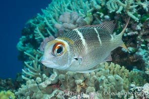 Humpnose Bigeye Bream, Monotaxis grandoculis, Fiji, Makogai Island, Lomaiviti Archipelago