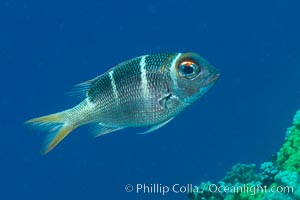 Humpnose Bigeye Bream, Monotaxis grandoculis, Fiji, Makogai Island, Lomaiviti Archipelago