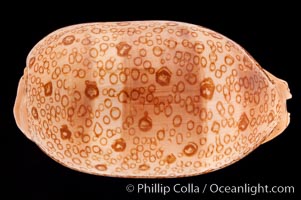 Hundred-Eyed Cowrie, Cypraea argus