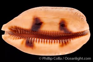 Hundred-Eyed Cowrie, Cypraea argus