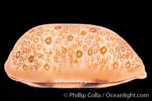 Hundred-Eyed Cowrie, Cypraea argus