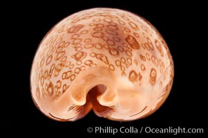 Hundred-Eyed Cowrie, Cypraea argus