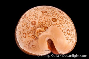 Hundred-Eyed Cowrie, Cypraea argus