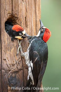 Hungry Acorn Woodpecker Chick Grabs Adult, Lake Hodges, San Diego, California