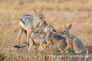 Hungry Black-Backed Jackal Kits Greet Adult at the Den, Greater Masai Mara, Kenya, Canis mesomelas, Mara North Conservancy