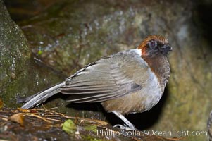 A hwamei eats a cricket or grub.  The hwamei is a bird native to China, Taiwan and Indochina, Garrulax canorus