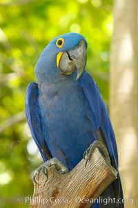 Hyacinth macaw, Anodorhynchus hyacinthinus