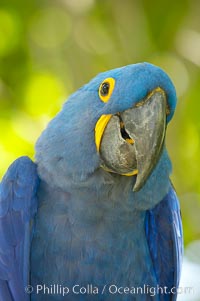 Hyacinth macaw, Anodorhynchus hyacinthinus