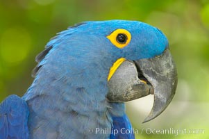 Hyacinth macaw, Anodorhynchus hyacinthinus